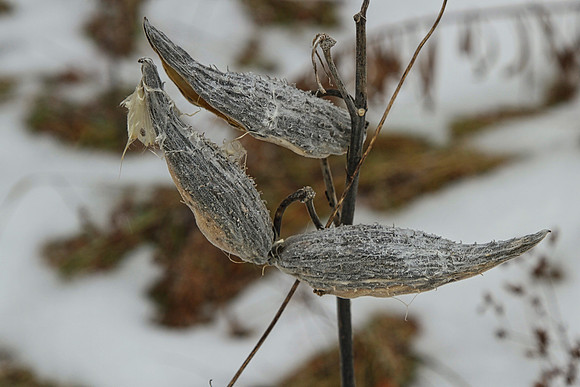 Uxbridge Trail (beside Rona) Dec 22/2020