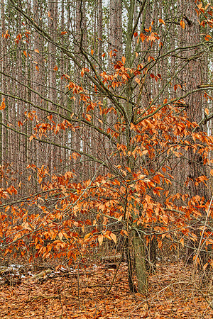 Uxbridge Trail (beside Rona) Dec 22/2020