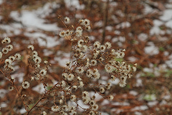 Uxbridge Trail (beside Rona) Dec 22/2020