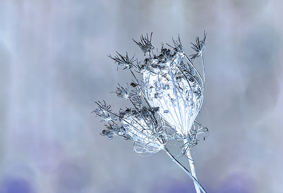 Invert Special Effect