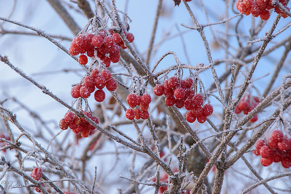 Secord Forest and Wildlife Area