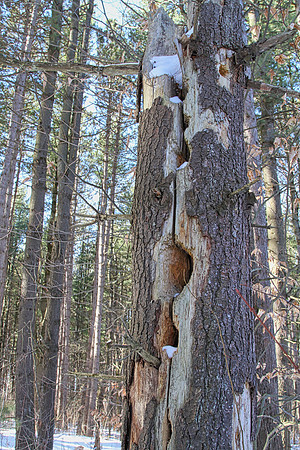 Uxbridge Trail (beside Rona) Feb 4/2021