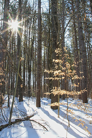 Uxbridge Trail (beside Rona) Feb 4/2021