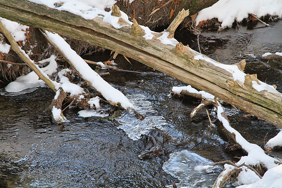 Uxbridge Trail (beside Rona) Feb 4/2021