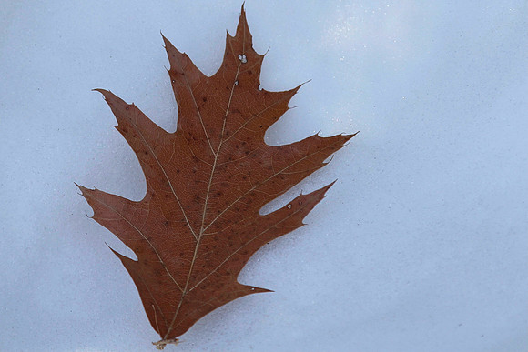 Uxbridge Trail (beside Rona) Feb 4/2021