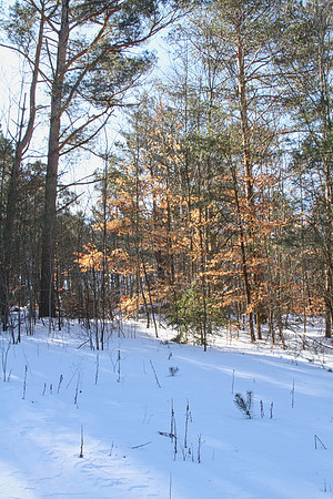Uxbridge Trail (beside Rona) Feb 4/2021