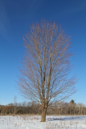 Uxbridge Trail (beside Rona) Feb 4/2021