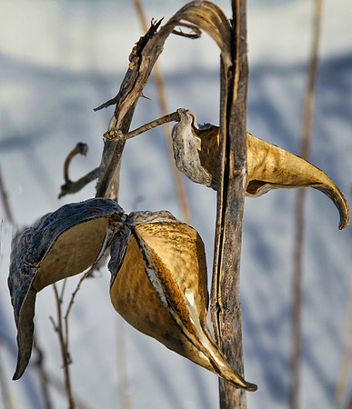 Uxbridge Trail (beside Rona) Feb 4/2021