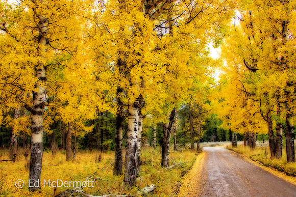 Aspen Country Road