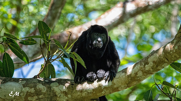 Howler Monkey
