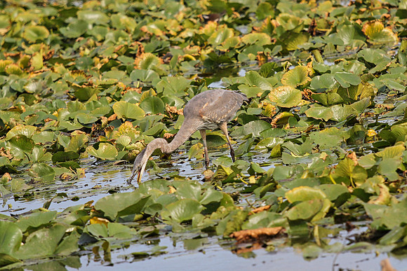 Lynde Shores Sept 15/2020