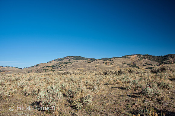 Sage Brush Landscape