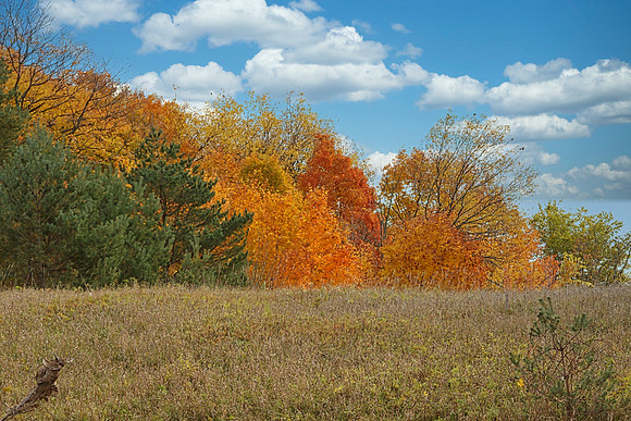 Purple Woods Conservation Area Oct 13/2020