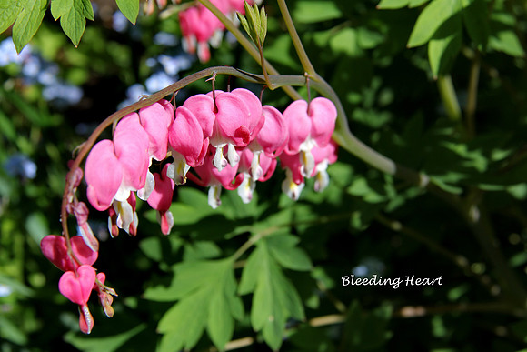 Bleeding Heart