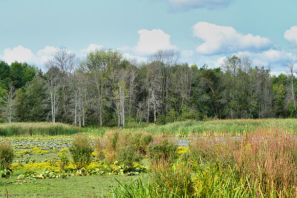 Lynde Shores Sept 15/2020