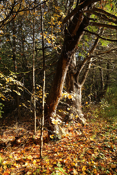 Pefferlaw Creek Farms Oct 20/2020