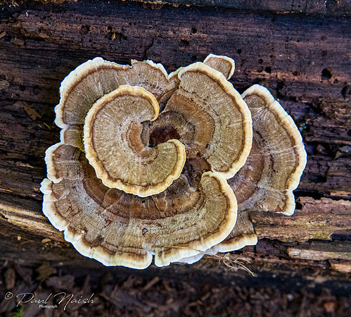 Bracket Fungi Group