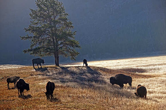 Bison at Dawn
