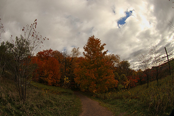 Purple Woods Conservation Area Oct 13/2020