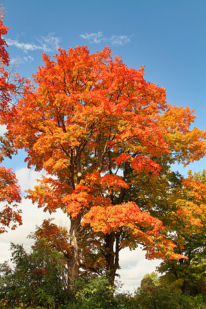 Tree on Concession Rd facing the parking lot of the Coyote Trail