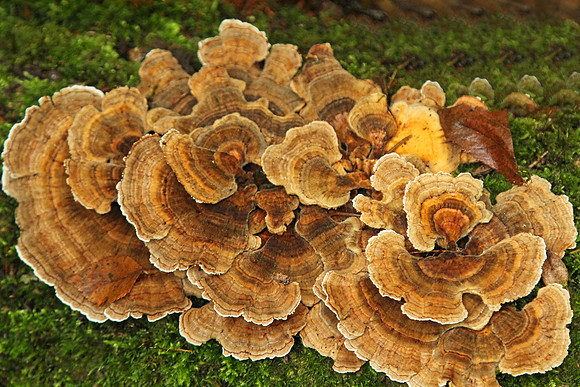 Hollidge Tract Oct 5/21