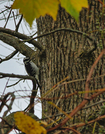 Lynde Shores Oct 27/2020