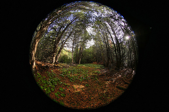Pefferlaw Creek Farms Oct 20/2020