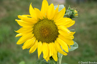 7-4-20 new flowers and lens-ball photos