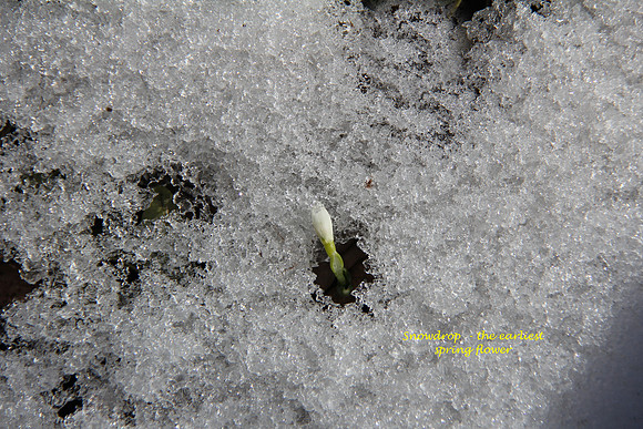 Snowdrop awakening