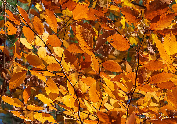 Leaves