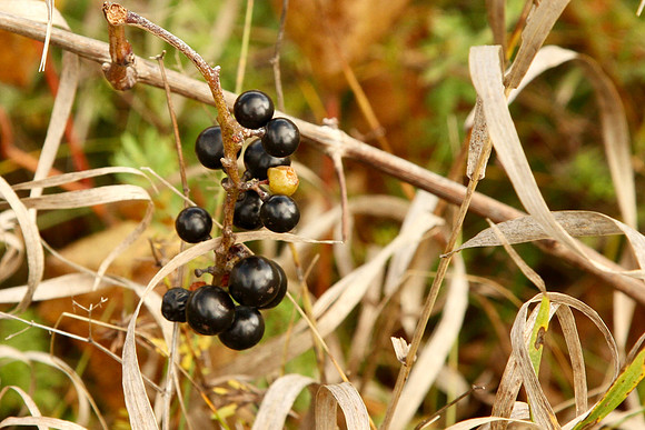 Purple Woods Conservation Area Oct 13/2020