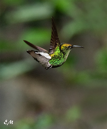 Coppery Headed Emerald Hummingbird