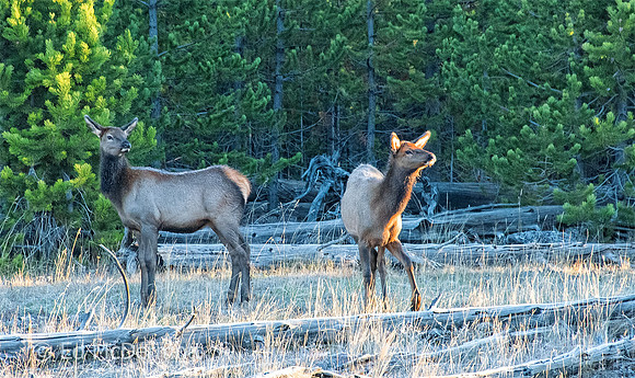 Mule Deer