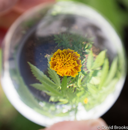 Marigold