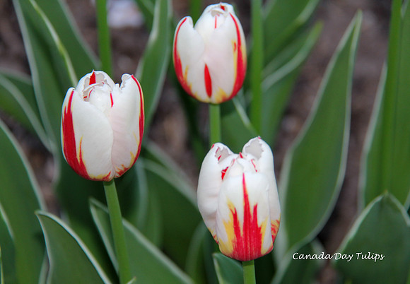 Canada 150 Tulips