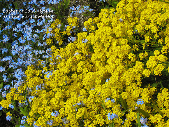 Basket of Gold Alyssum