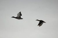 Mallards in flight