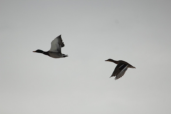 Mallards in flight