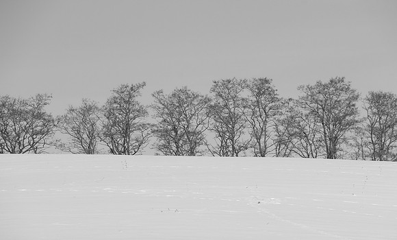 Winter Treeline