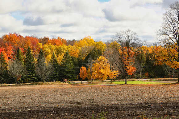 Pefferlaw Creek Farms Oct 20/2020