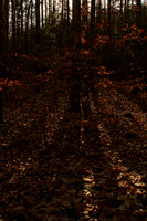 Walker Woods Nov 20/2020