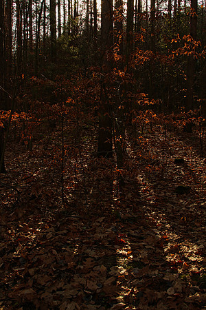 Walker Woods Nov 20/2020