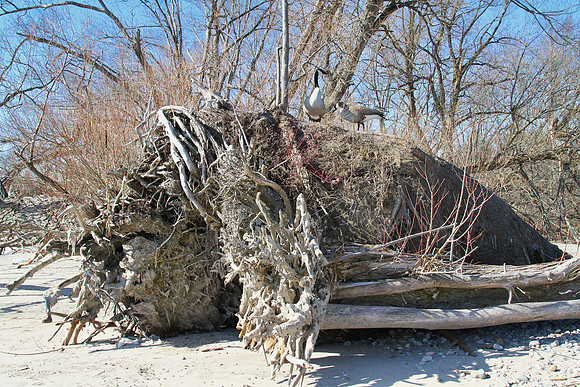 Lynde Shores Mar 5/2021