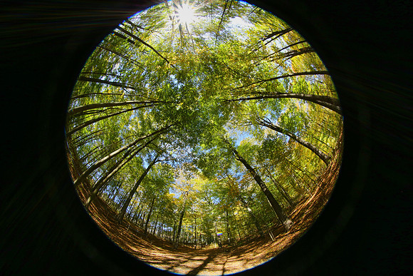 Purple Woods Conservation Area Oct 12/2021