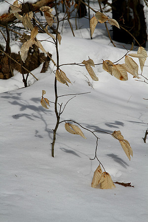 Hollidge Tract (entrance Ninth Line) Feb 10/21