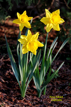 DAFFODILS