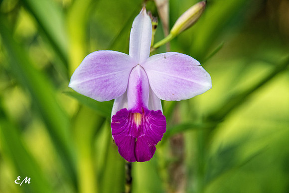 Orchid