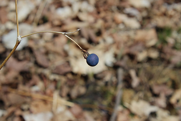 Focus on blue