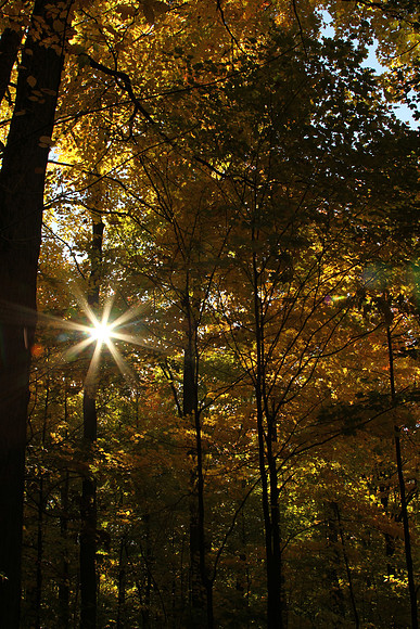 Purple Woods Conservation Area Oct 13/2020