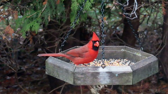 Christmas Cardinal